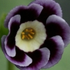 Primula Auricula Lisa - Abriachan Nurseries